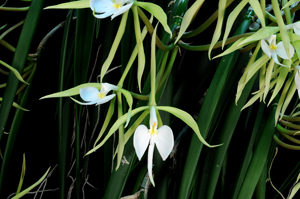 Epidendrum parkinsonianum Egret's Flight CCE/AOS 95 pts large